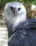 Harpy Eagle