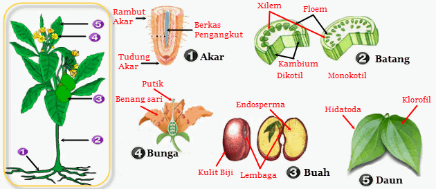 Fungsi Organ Tumbuhan