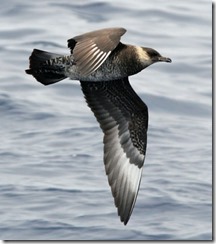 bayoffundy.ca-SEABIRDS 40 Good reasons to protect the Bay of Fundy.pdf - Adobe Acrobat Professio