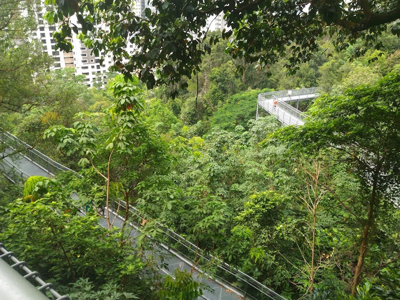 叢林小徑，高架鐵橋