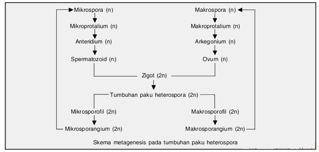 Metagenesis Tumbuhan Paku Homospora, Peralihan dan Heterospora