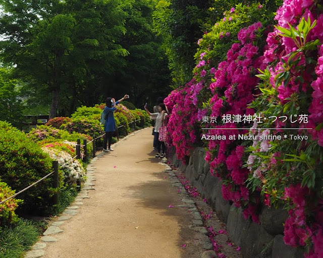 根津神社のつつじ苑