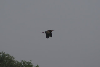 Adult Purple Heron