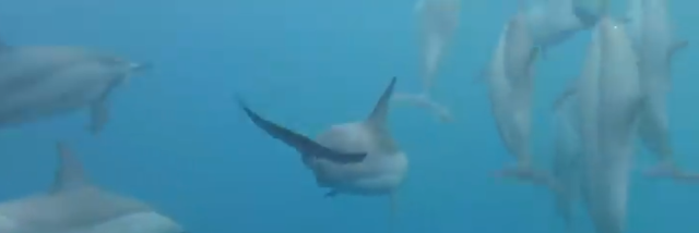 Delfinenschwimmen auf Mauritius mit deutschem Anbieter