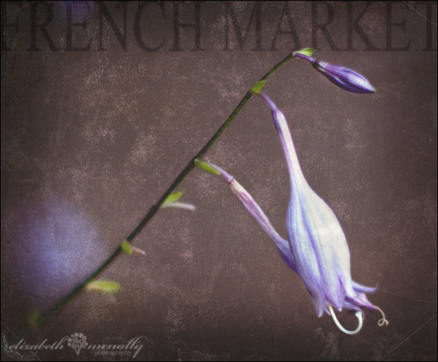 FrenchMarketFlowersWM