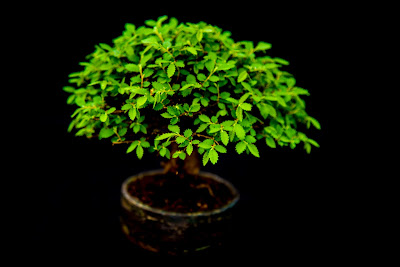 Indoor and outdoor bonsai tree
