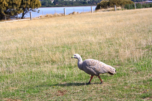 Churchill Island Farm, Phillip Island