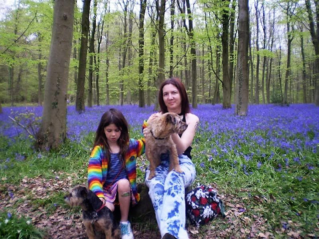 border terriers in a bluebell wood