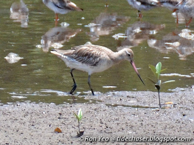 Bar-tailed Godwit (Limosa lapponica)