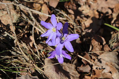 - Leverbloempje - Hepatica nobilis