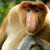 Proboscis Monkey