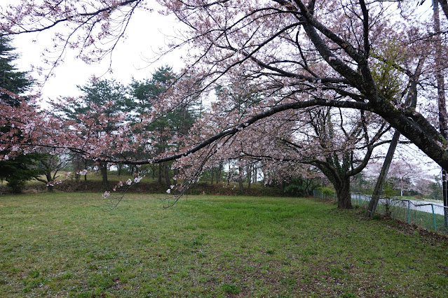 鳥取県西伯郡伯耆町小林 桜公園