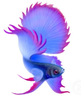 Picture Animated wallpaper images on Betta fish" Animasi Dunia ikan