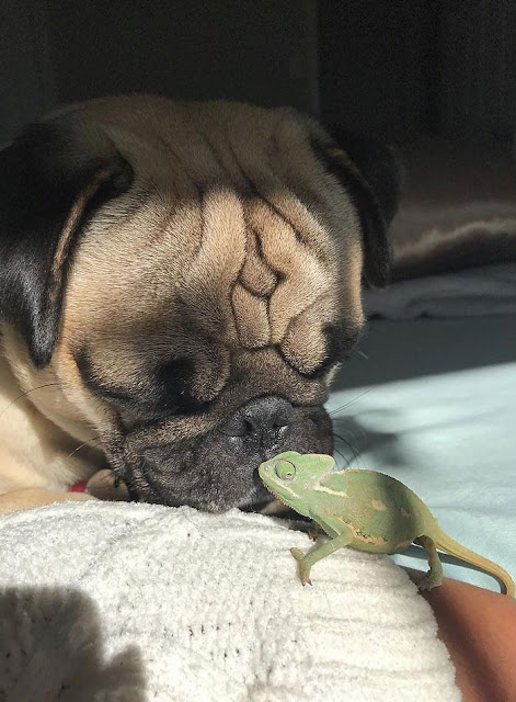 30 Unexpected But Beautiful Animal Friendships