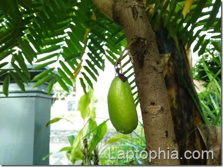 Hasil Foto Kamera ZTE Blade A711