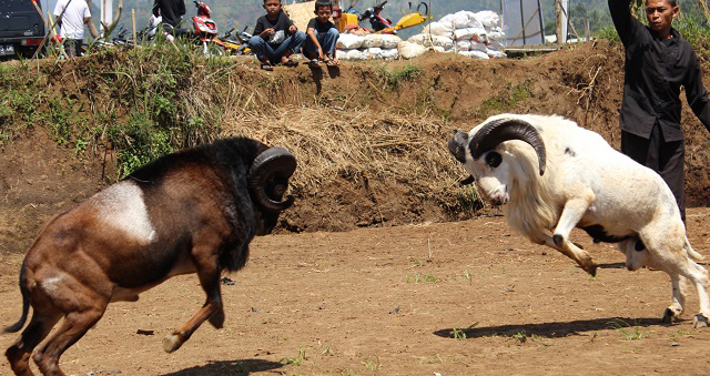 Sheep Garut