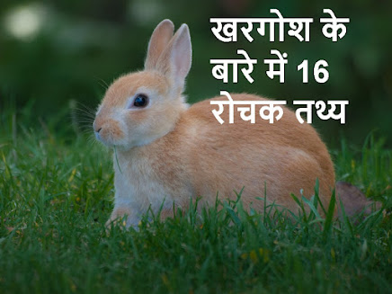 Amazing facts about rabbit in hindi