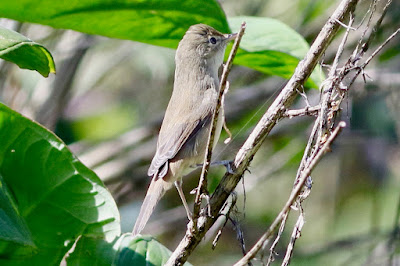 Blyth's Reed Warbler