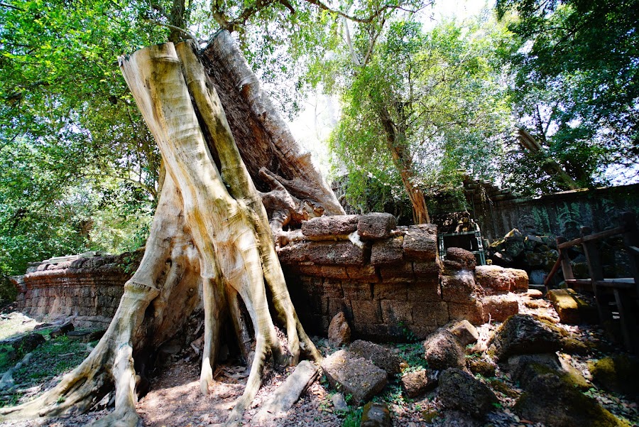 Ta Phrom temple, ancient Angkor