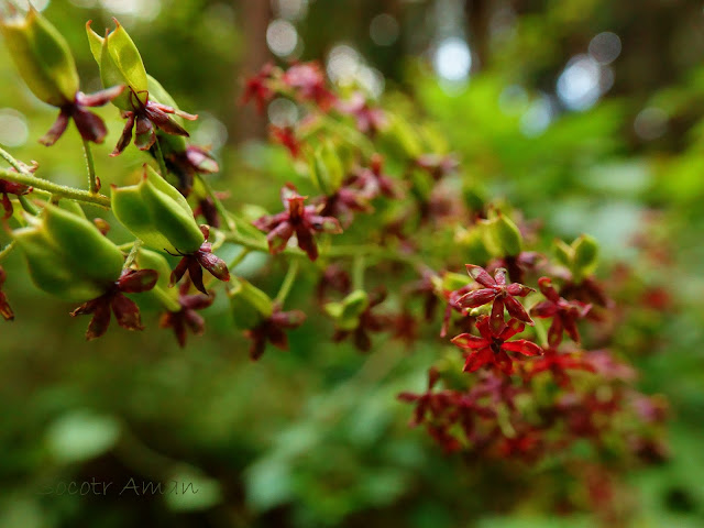 Veratrum maackii