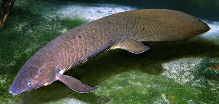 El pez pulmonado de Queensland (Neoceratodus forsteri) es una especie de pez de la familia Ceratodontidae endémica de Australia, y considerada como fósil viviente ya que se han hallado restos fósiles de este grupo de hace 380 millones de años en la región australiana de Nueva Gales del Sur. También se le conoce como pez pulmonado australiano, barramunda y salmón de Burnett.