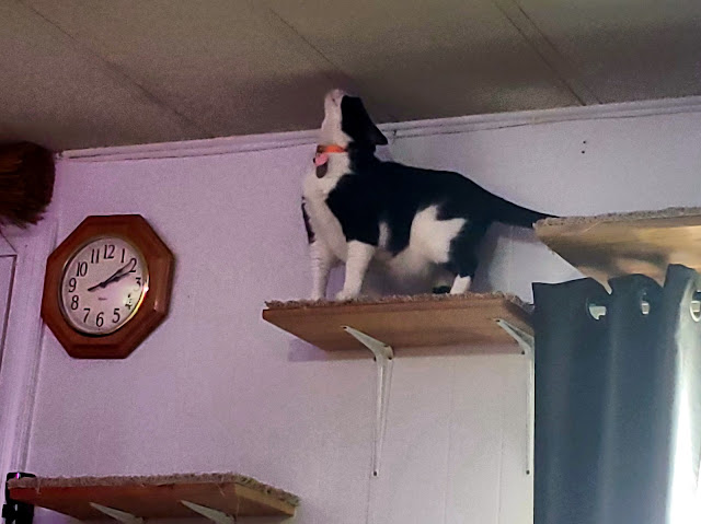 A black and white cat is perched on a wooden shelf against a wall, looking upwards with interest. Below the shelf hangs an octagonal wooden wall clock showing the time, and to the right, there appears to be a black piece of furniture.