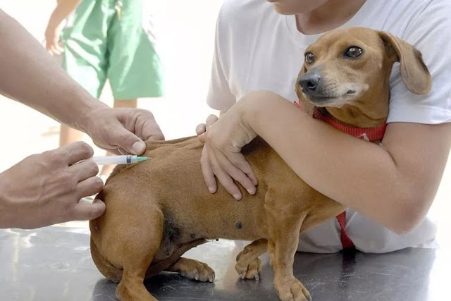 Campanha de vacinação de gatos e cachorros contra raiva é prorrogada até dia 10 de novembro na Paraíba