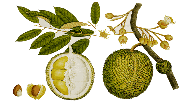 durian tree clipart