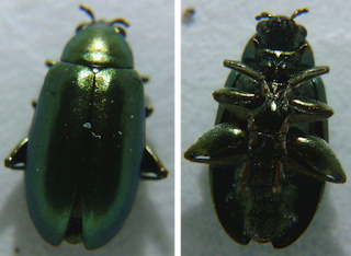 A composite photo of a flea beetle. The photo on the left is the upper side of the metallic green beetle and the photo on the right is the underside.