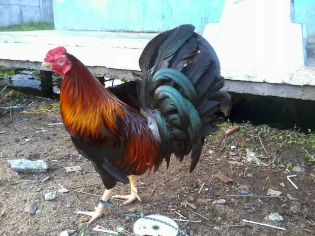 Gambar Ayam Adu Taji Pisau Berbagi Info Jg Segel Jenis ...