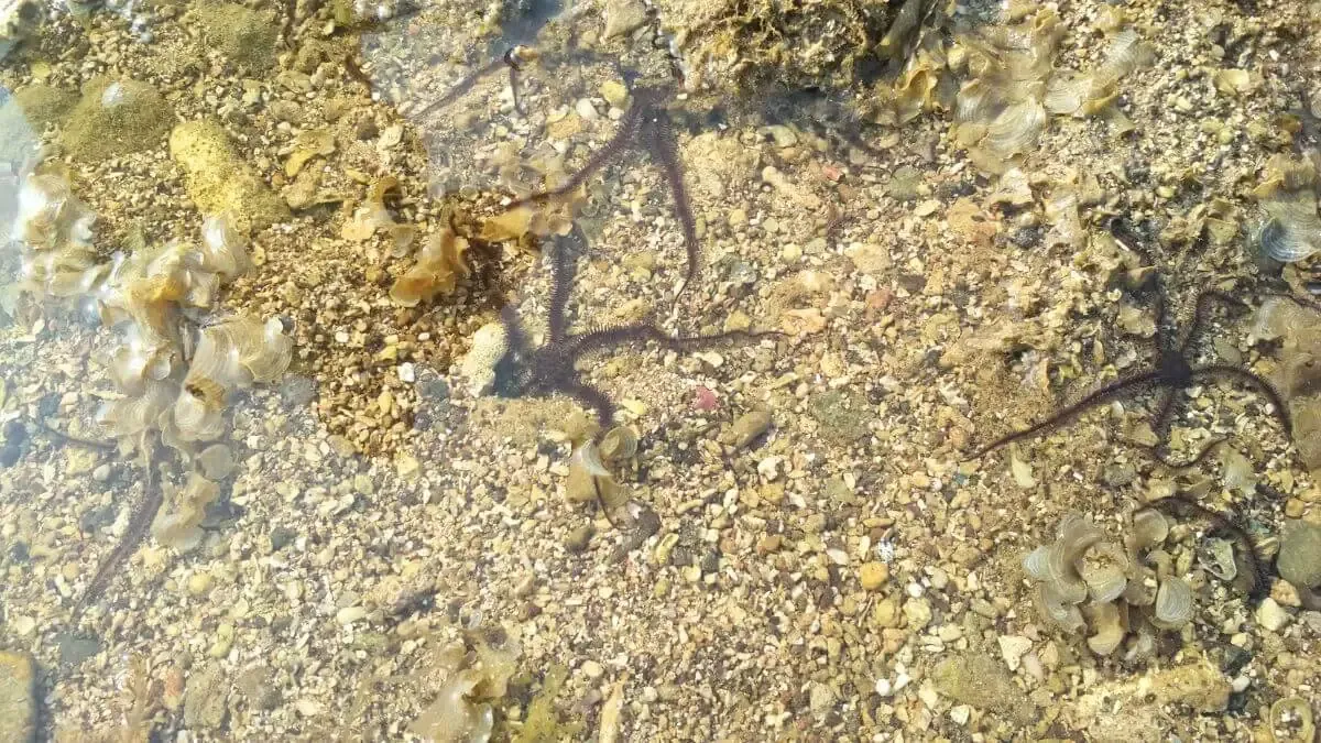 Biota Laut di Pantai Tanjung Layar