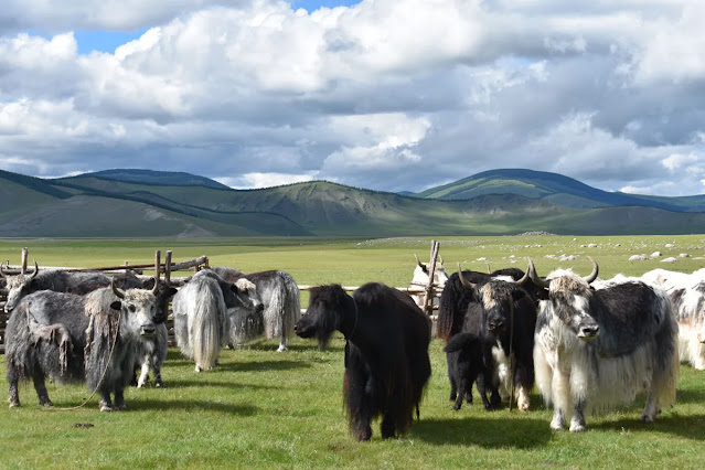 Yaks en un campo verde cerca de las montañas de Mongolia. Curiosciencia