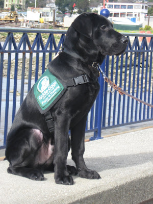 Handsome Dagan sitting on a ledge over looking the ocean with a blue fence behind him. Sun shining on his black fur