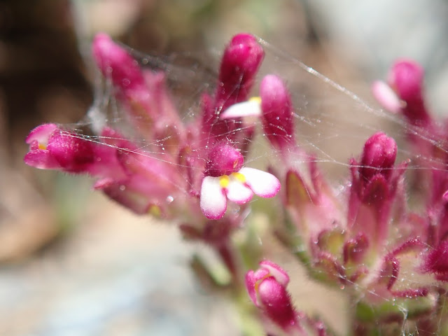 Parentucellia latifolia