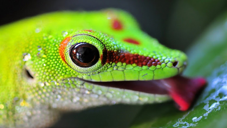 Lizard HD Wallpaper 6