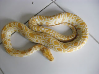 ular albino terbesar, ular albino murah, ular albino dijual, ular albino termahal, ular albino tidak berbisa, ular albino kuning, ular albino berkepala dua, ular albino nelson, ular albino molurus, ular albino harga, ular albino terbesar, ular albino murah, ular albino dijual, ular albino termahal, ular albino tidak berbisa, ular albino, ular albino kuning, ular albino berkepala dua, ular albino nelson, ular albino molurus, beli ular air albino kualiatas kontes, anakan ular albino, anak ular albino, harga ular sanca albino anakan, harga ular phyton albino anakan, harga ular piton albino anakan, ular albino berkepala dua, ular albino baby, ular albino ball python, ular boa albino, jual ular albino baby, harga ular albino baby, ular albino tidak berbisa, jual ular boa albino, harga ular boa albino, beli ular albino, ular cobra albino, www.ular albino.com, jual ular kobra albino, harga ular cobra albino, ular albino dijual, ular dipong albino, ular albino berkepala dua, ular piton albino dijual, ular molurus albino dijual, jual ular albino di jakarta, ular albino untuk dijual, jual ular albino di surabaya, ular sawa albino untuk dijual, foto ular albino, ular lavender albino python female, ular garter albino, ular albino harga, harga ular albino baby, harga ular albino kuning, habitat ular albino, iklan ular albino, ular albino jual, ular albino jinak, ular jali albino, jual ular jali albino, jual ular albino murah, jenis ular albino, jual ular albino baby, jual ular albino 2013, jual ular albino di jakarta, jual ular albino 2014, ular albino kuning, ular kobra albino, ular kadut albino, harga ular albino kuning, harga ular kobra albino, jual ular kadut albino, ular king kobra albino, beli ular air albino kualiatas kontes, komunitas ular albino, klasifikasi ular albino, ular lavender albino python female, ular albino murah, ular albino molurus, ular molu albino, ular molurus albino dijual, ular mamba albino, jual ular albino murah 2013, jual ular molurus albino, jual ular molu albino, harga ular molurus albino, harga ular molu albino, ular albino nelson, ular albino nelsoni, ular piton albino, ular piton albino dijual, ular pyhton albino, ular putih albino, ular albino ball python, harga ular piton albino, harga ular phyton albino, jenis ular phyton albino, harga ular phiton albino, klasifikasi ular phyton albino, ular albino raksasa, ular retik albino, jual ular retic albino, harga ular retic albino, ular sanca albino, ular sawa albino, ular sawah albino, harga ular sanca albino, klasifikasi ular sanca albino, harga ular sawa albino, mimpi ular sawa albino, cari ular sanca albino butuh cepat, foto ular sanca albino, deskripsi ular sanca albino, ular albino terbesar, ular albino termahal, ular albino tidak berbisa, ular albino tokobagus, ternak ular albino, tentang ular albino, ular albino untuk dijual, ular sawa albino untuk dijual, ular albino, ular albino terbesar, ular albino murah, ular albino dijual, ular albino termahal, ular albino tidak berbisa, ular albino kuning, ular albino berkepala dua, ular albino nelson, ular albino molurus, video ular albino, ular albino wikipedia, www.ular albino.com, jual ular albino 2013, jual ular albino 2014, jual ular albino murah 2013,