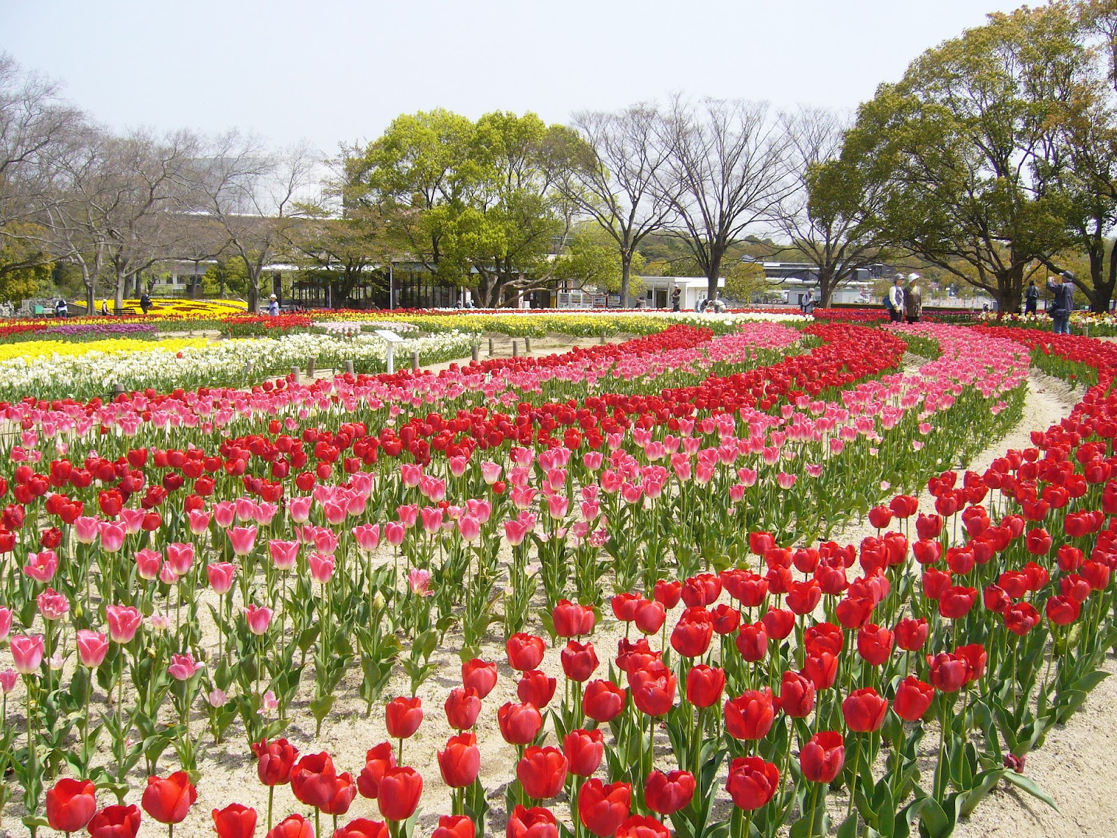 万博公園 チューリップフェスタとポピーフェア 関西のウォーキングスポット ブログ
