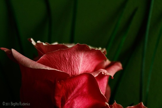 blom_20110926_pinkrose1
