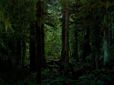 desktop wallpaper forest. dark forest wallpaper. dark