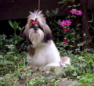 Shih Tzu