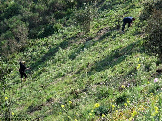 Collserola