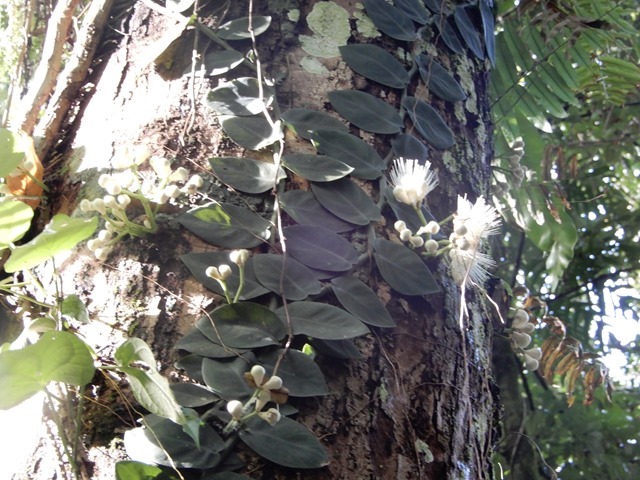 DSCN6195
