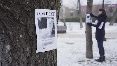 Cómo Utilizar las Redes Sociales para Encontrar a tu Gato Perdido