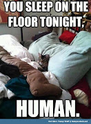 Hilarious Cat Memes!