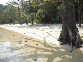 Mangroves cast shadows onto a sandy shore and shallow water