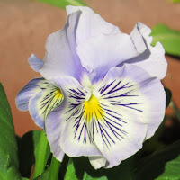 Viola x Wittrockiana 'Cats Mix'