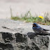 夏の渡り鳥、ツバメ