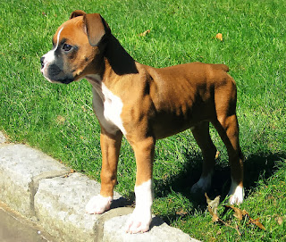 cute boxer puppy pictures