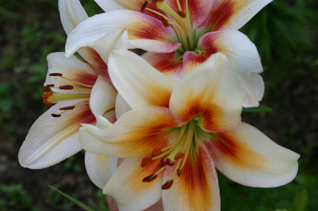 JuST ZooM MY BLoG~* * *: BuNGa LiLY