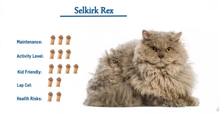 Unleashing the Enchantment of Selkirk Rex Cats: Your Handbook to their Patient and Playful Demeanor and Distinct Curly Coats